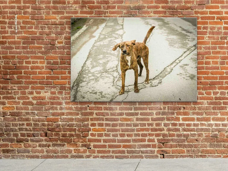 Art Placer Crazy Dog-1200