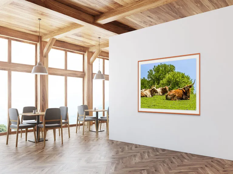 Art Placer Longhorns Laying-1200