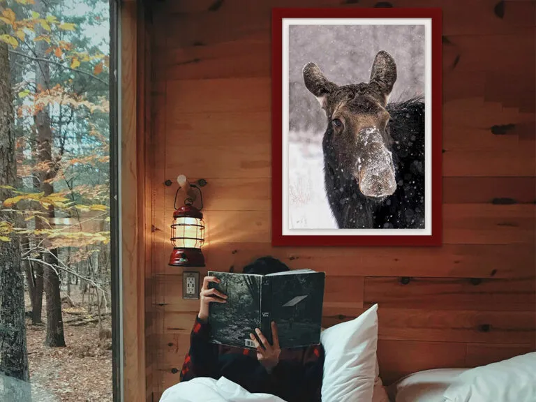 Art Placer Snowy Moose-1200